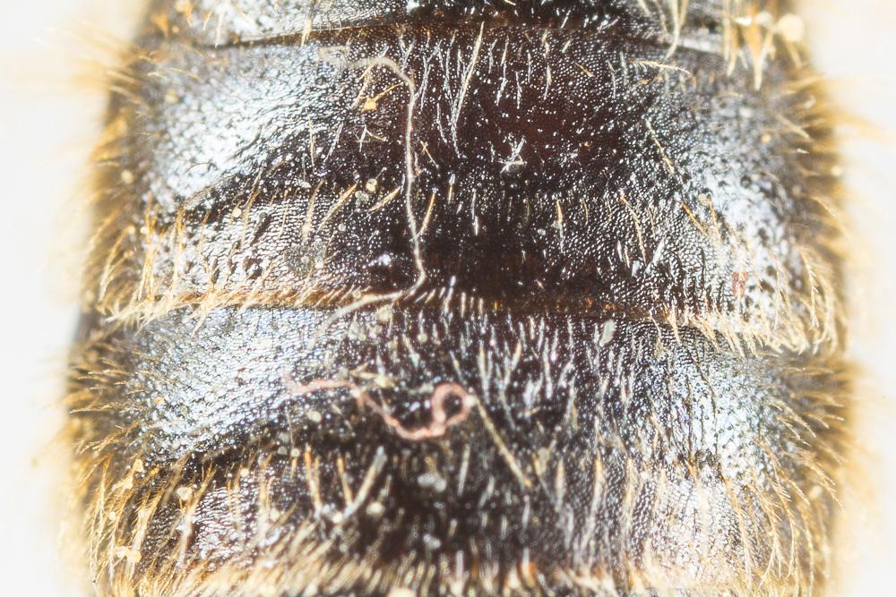Andrena rhenana Stoeckhert, 1930