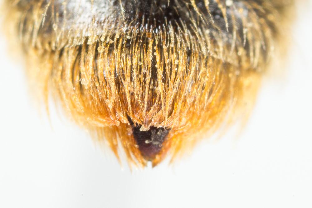  Andrena rhenana Stoeckhert, 1930