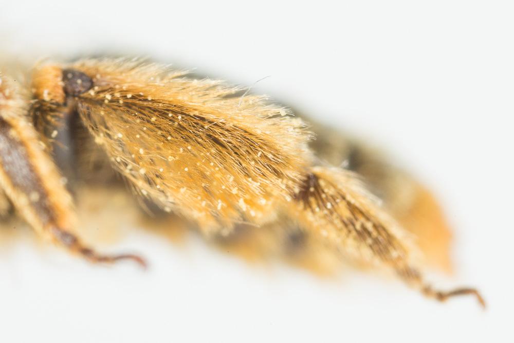 Andrena rhenana Stoeckhert, 1930