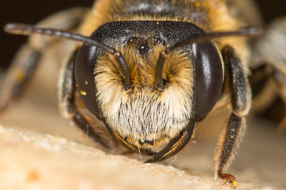 Andrena variabilis Smith, 1853