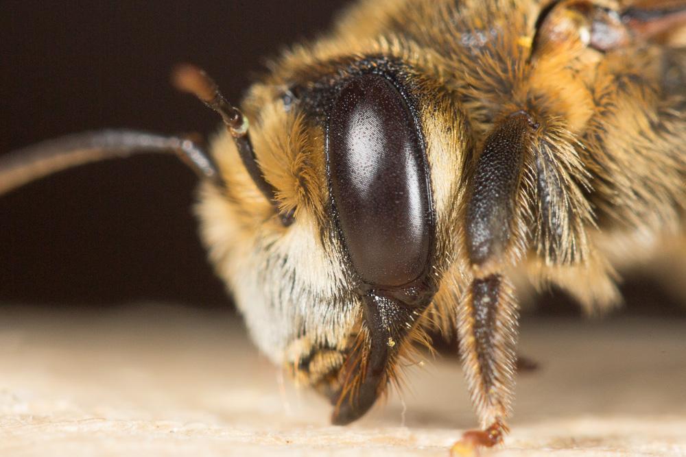 Andrena variabilis Smith, 1853