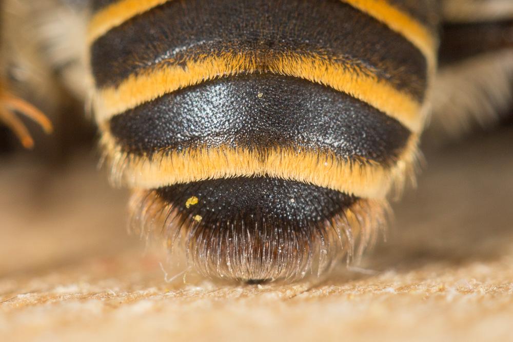 Andrena variabilis Smith, 1853