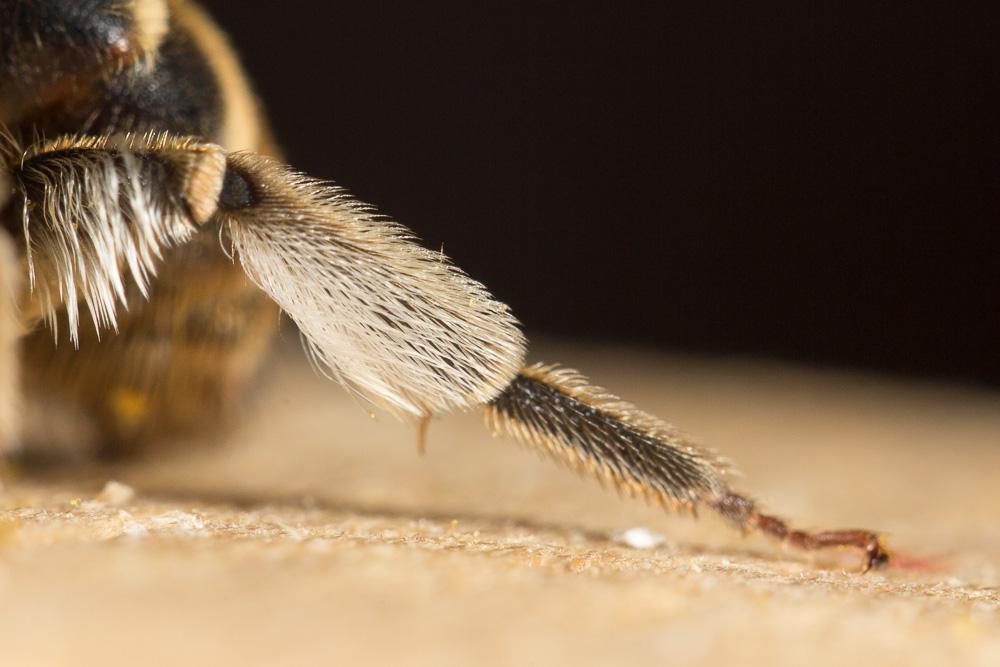 Andrena variabilis Smith, 1853