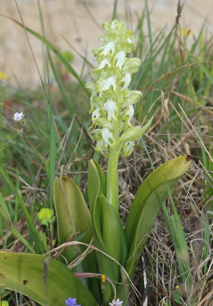 Orchis géant, Orchis à longues bractées, Barlie Himantoglossum robertianum (Loisel.) P.Delforge, 1999