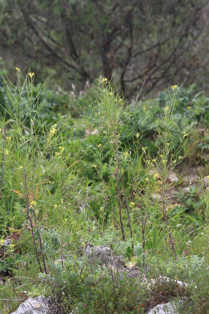 Fausse Giroflée Coincya monensis subsp. cheiranthos (Vill.) Aedo, Leadlay & Muñoz Garm., 1993