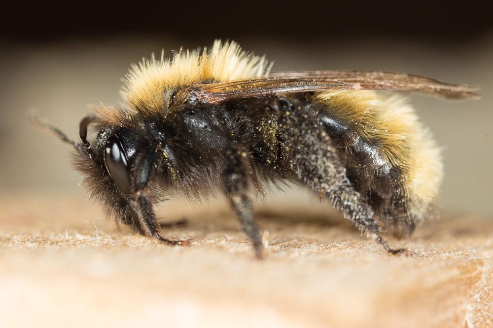 Andrena fulva (Müller, 1766)