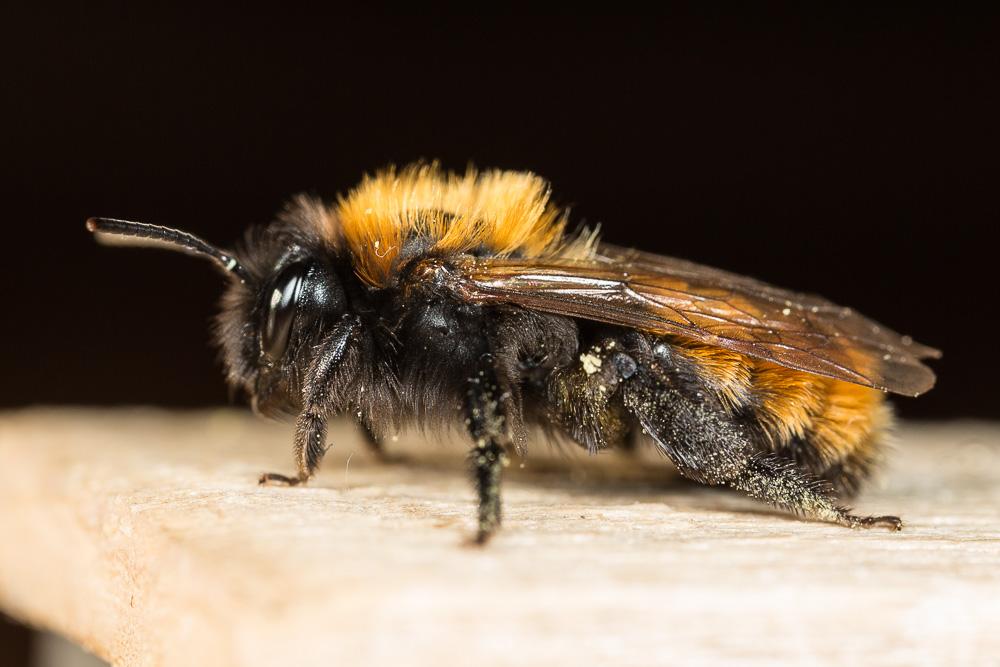Andrena fulva (Müller, 1766)