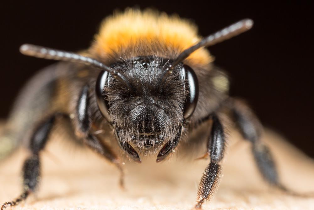 Andrena fulva (Müller, 1766)
