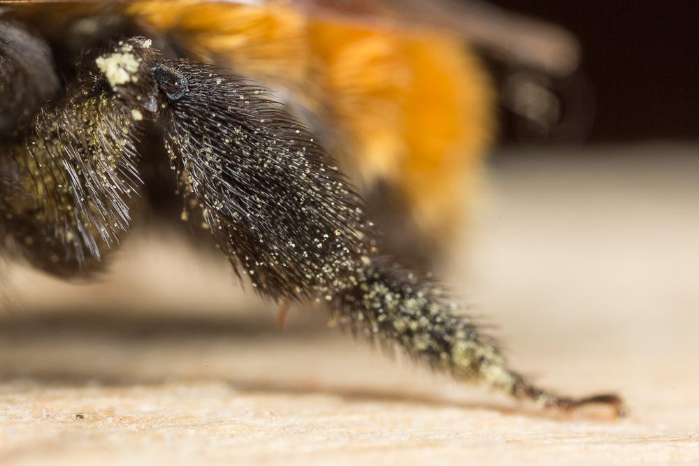 Andrena fulva (Müller, 1766)