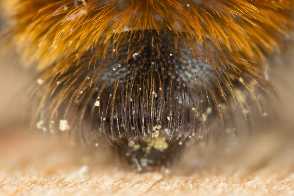 Andrena fulva (Müller, 1766)