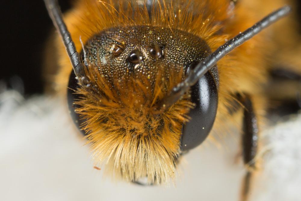  Osmia niveata (Fabricius, 1804)