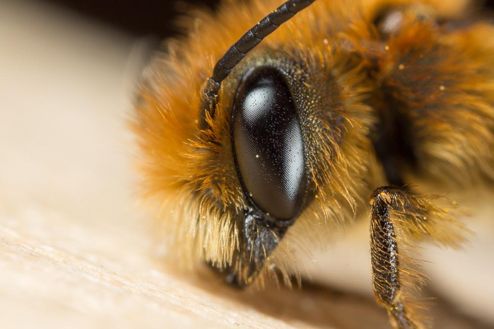  Osmia niveata (Fabricius, 1804)