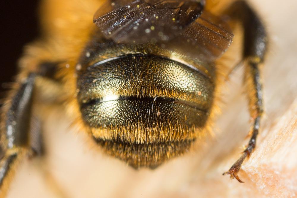  Osmia niveata (Fabricius, 1804)