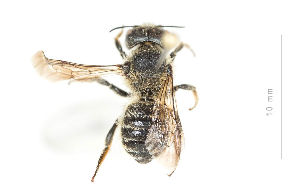  Hoplitis tridentata (Dufour & Perris, 1840)