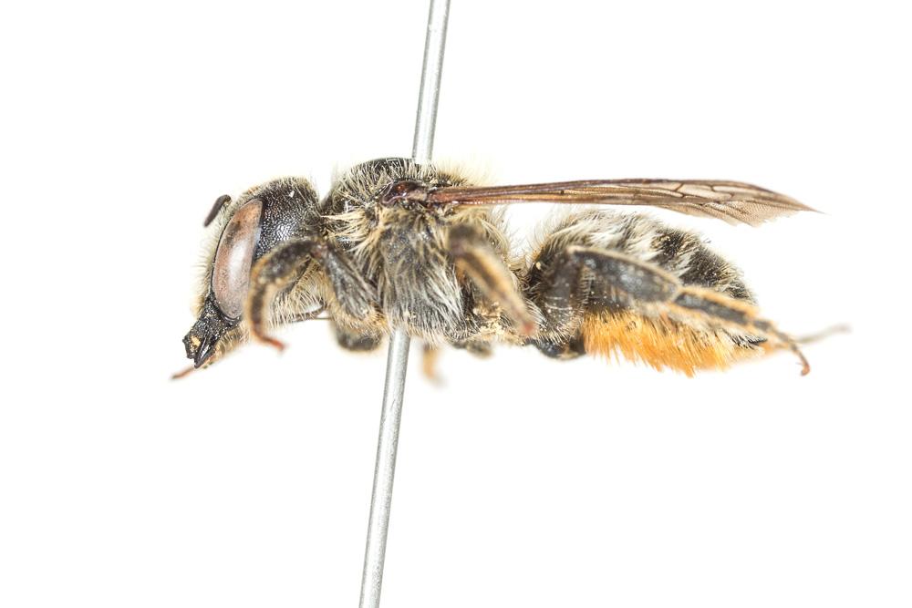 Hoplitis tridentata (Dufour & Perris, 1840)