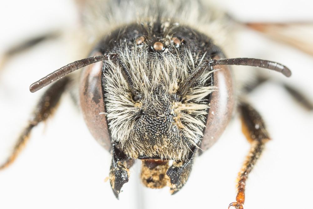  Hoplitis tridentata (Dufour & Perris, 1840)