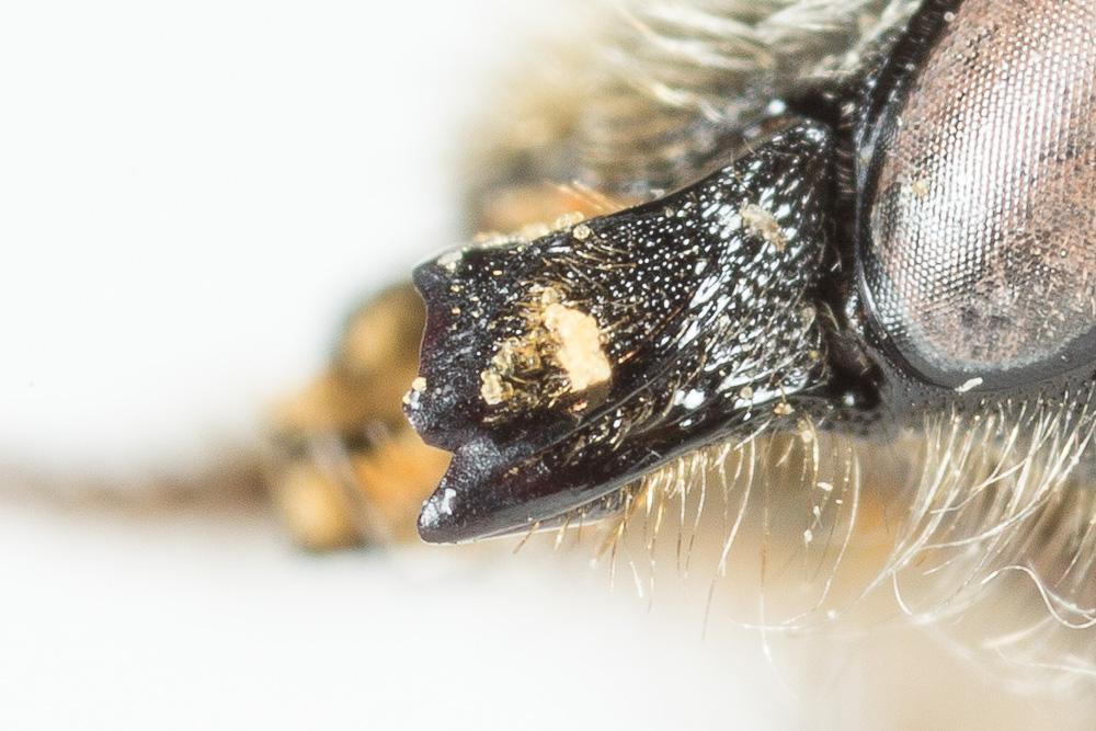  Hoplitis tridentata (Dufour & Perris, 1840)