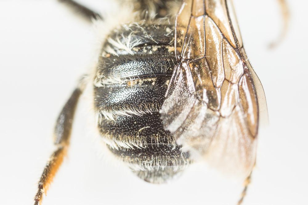 Hoplitis tridentata (Dufour & Perris, 1840)