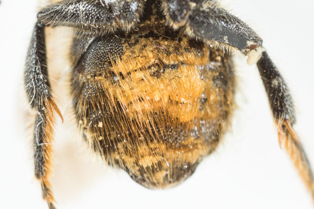  Hoplitis tridentata (Dufour & Perris, 1840)