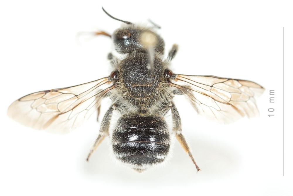 Osmia argyropyga Pérez, 1879