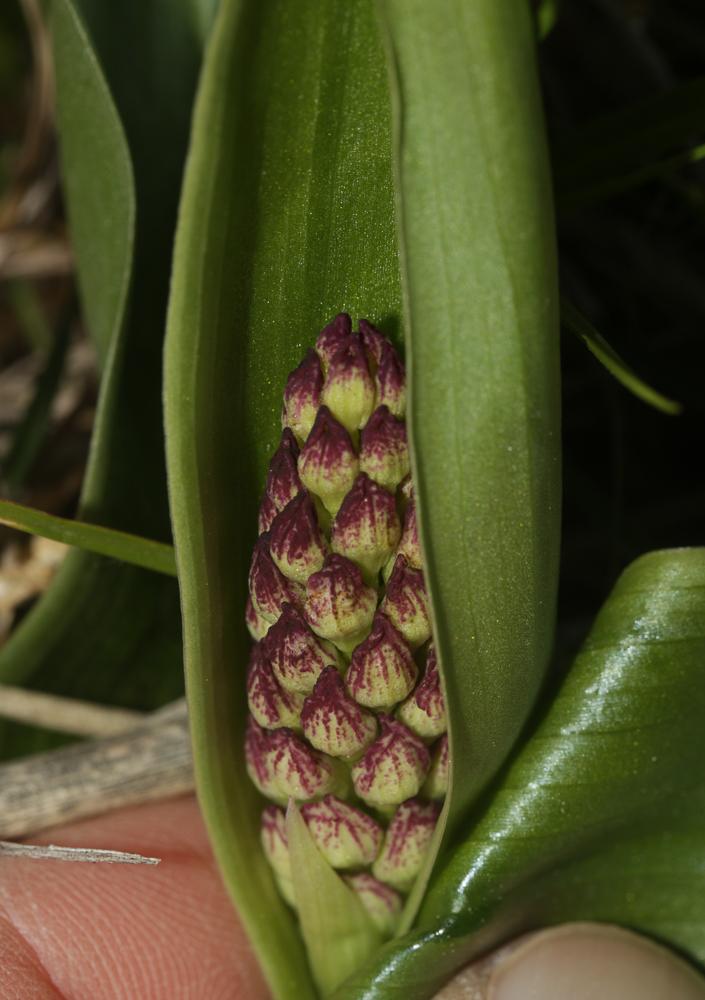 Orchis pourpre, Grivollée Orchis purpurea Huds., 1762