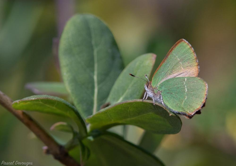 Thécla de l'Arbousier (La) Callophrys avis Chapman, 1909