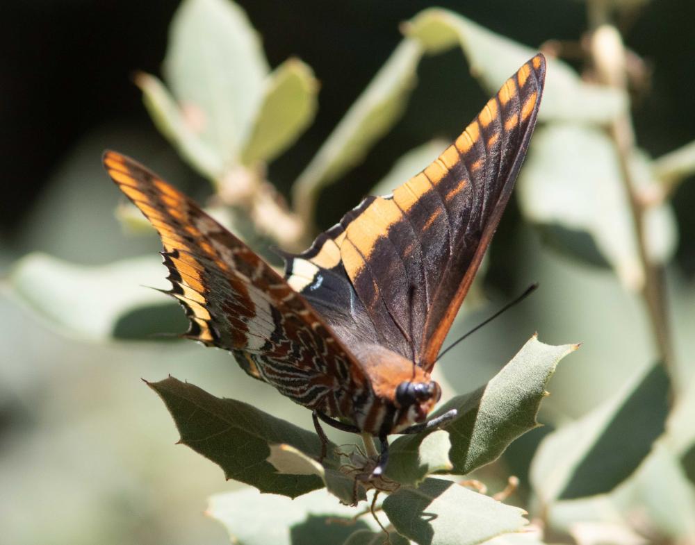 Le Nymphale de l'Arbousier (La), Jason (Le), Pacha à  Charaxes jasius (Linnaeus, 1767)