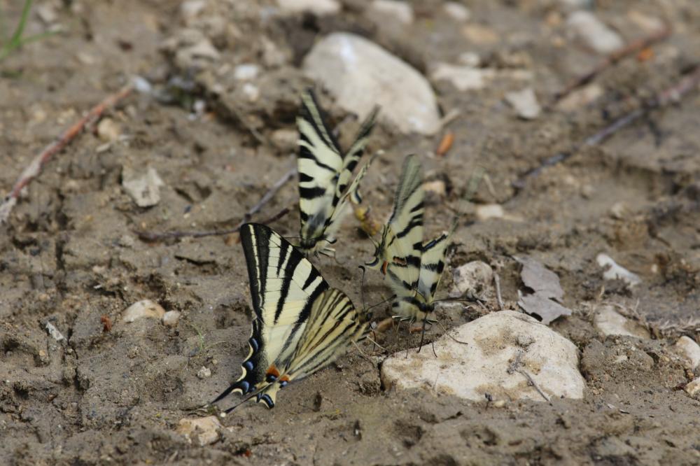 Flambé (Le) Iphiclides podalirius (Linnaeus, 1758)