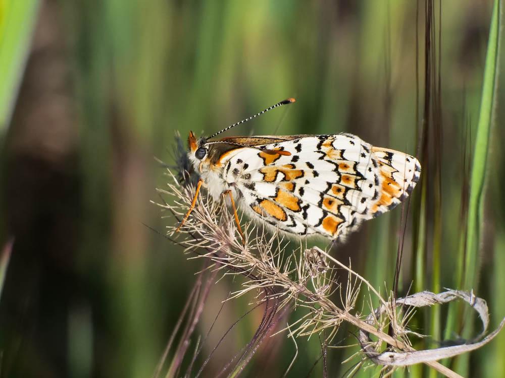 Mélitée du Plantain (La), Déesse à ceinturons (La) Melitaea cinxia (Linnaeus, 1758)