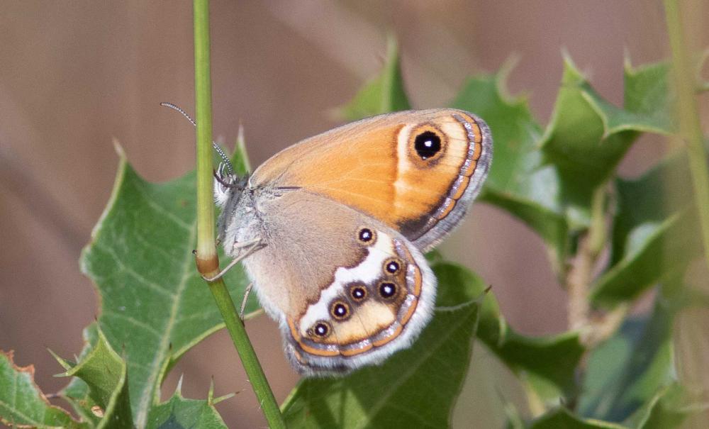 Fadet des garrigues (Le), Palémon (Le), Doré (Le) Coenonympha dorus (Esper, 1782)