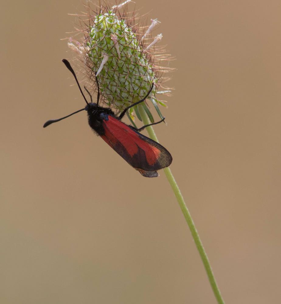 Zygène des garrigues (La), Zygène rubiconde (La),  Zygaena erythrus (Hübner, 1806)