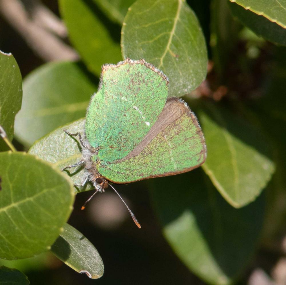 Thécla de l'Arbousier (La) Callophrys avis Chapman, 1909