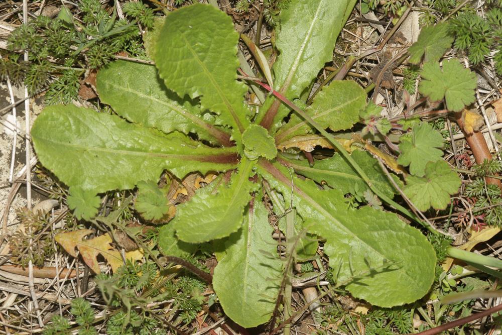 Urosperme fausse Picride Urospermum picroides (L.) Scop. ex F.W.Schmidt, 1795