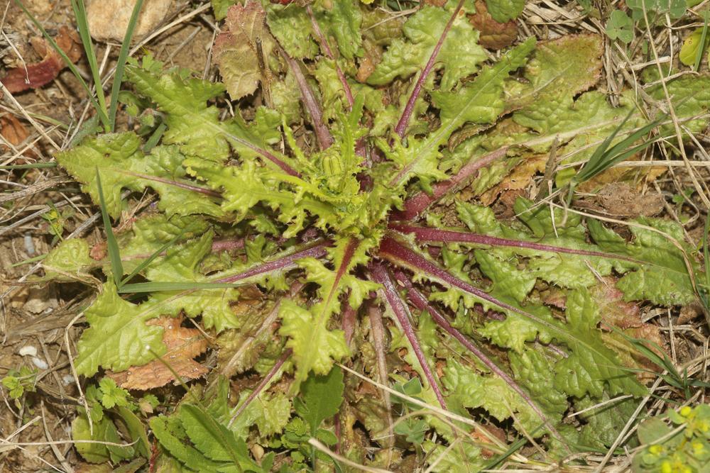 Urosperme fausse Picride Urospermum picroides (L.) Scop. ex F.W.Schmidt, 1795