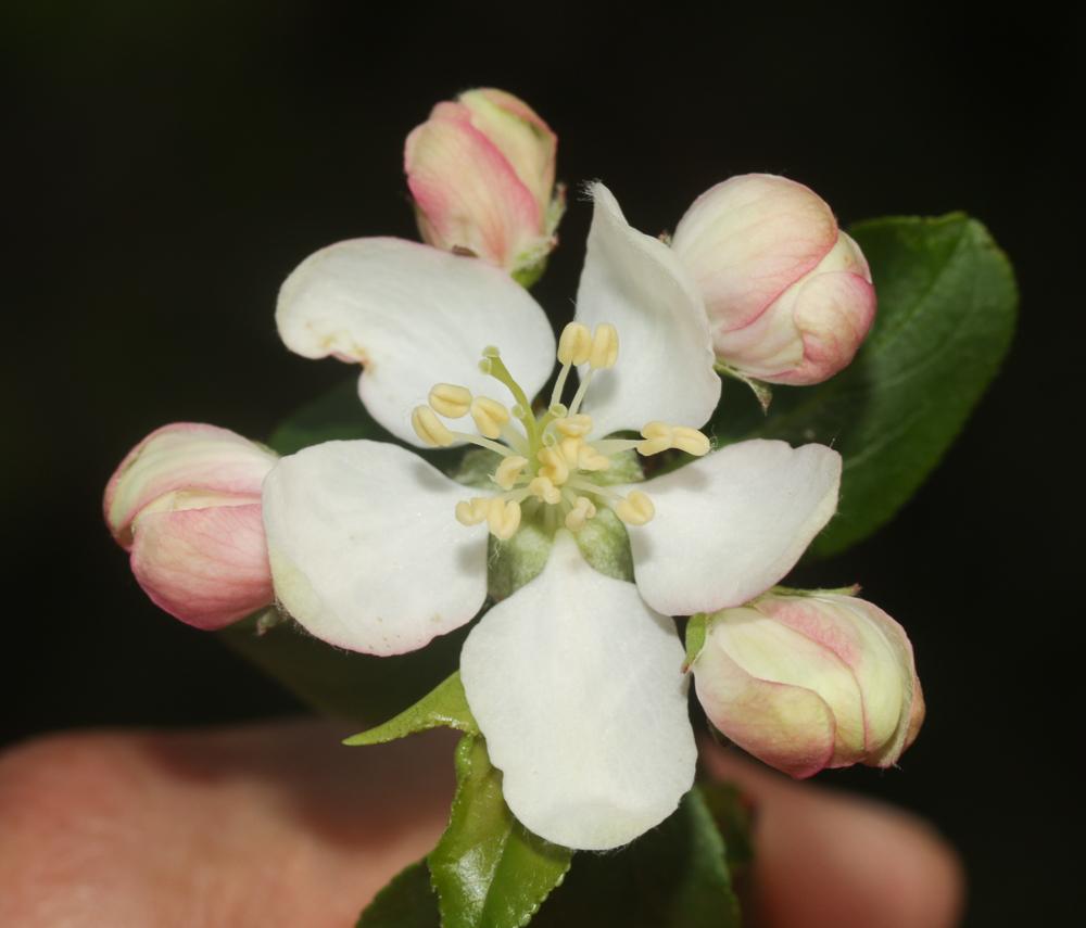 Pommier sauvage, Boquettier Malus sylvestris Mill., 1768