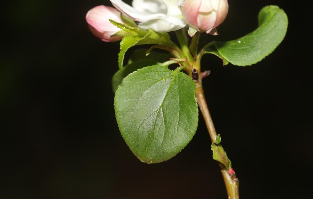 Pommier sauvage, Boquettier Malus sylvestris Mill., 1768