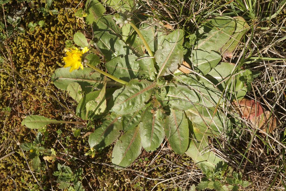Pissenlit à feuilles obovales Taraxacum obovatum (Waldst. & Kit. ex Willd.) DC., 1809