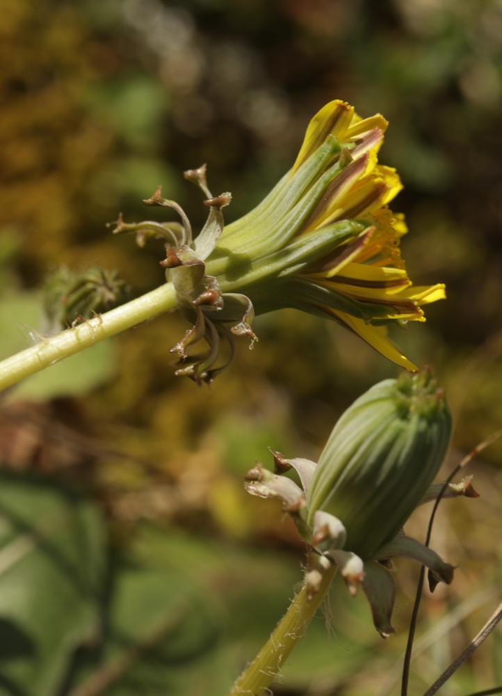 Pissenlit à feuilles obovales Taraxacum obovatum (Waldst. & Kit. ex Willd.) DC., 1809