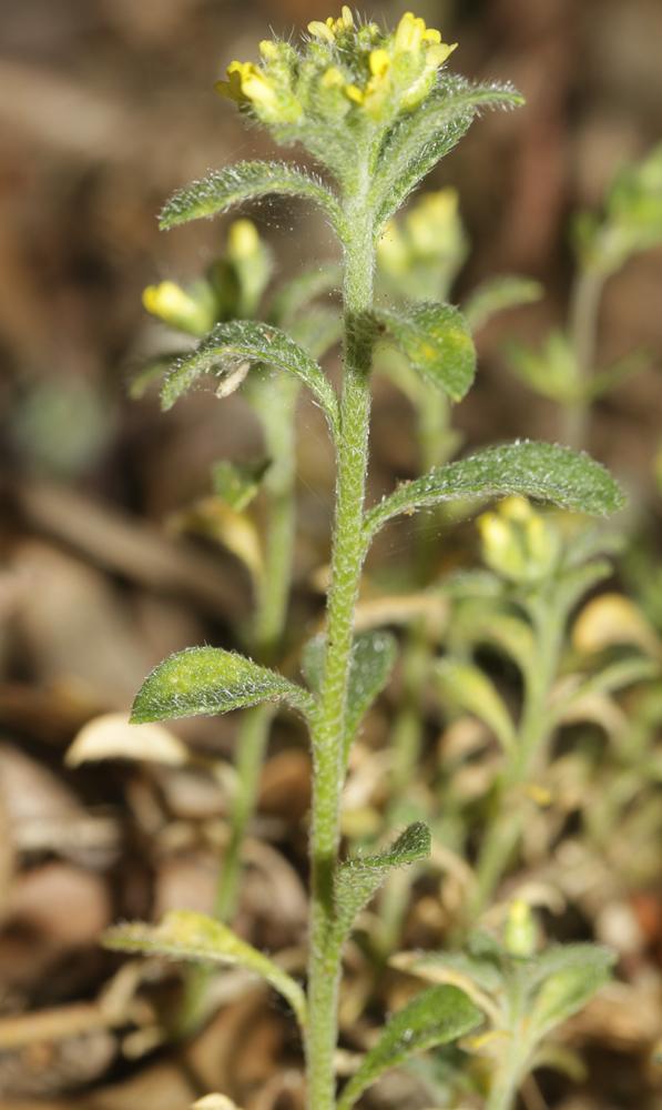 Alysson des champs Alyssum simplex Rudolphi, 1799