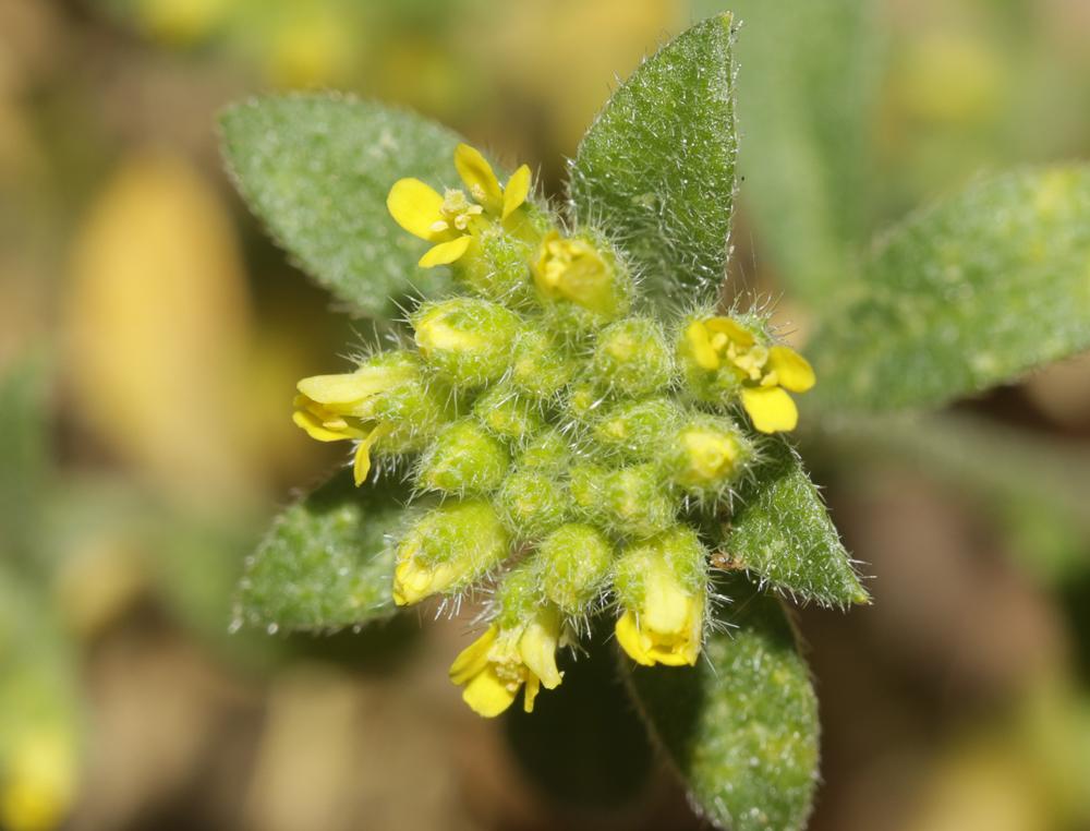Alysson des champs Alyssum simplex Rudolphi, 1799