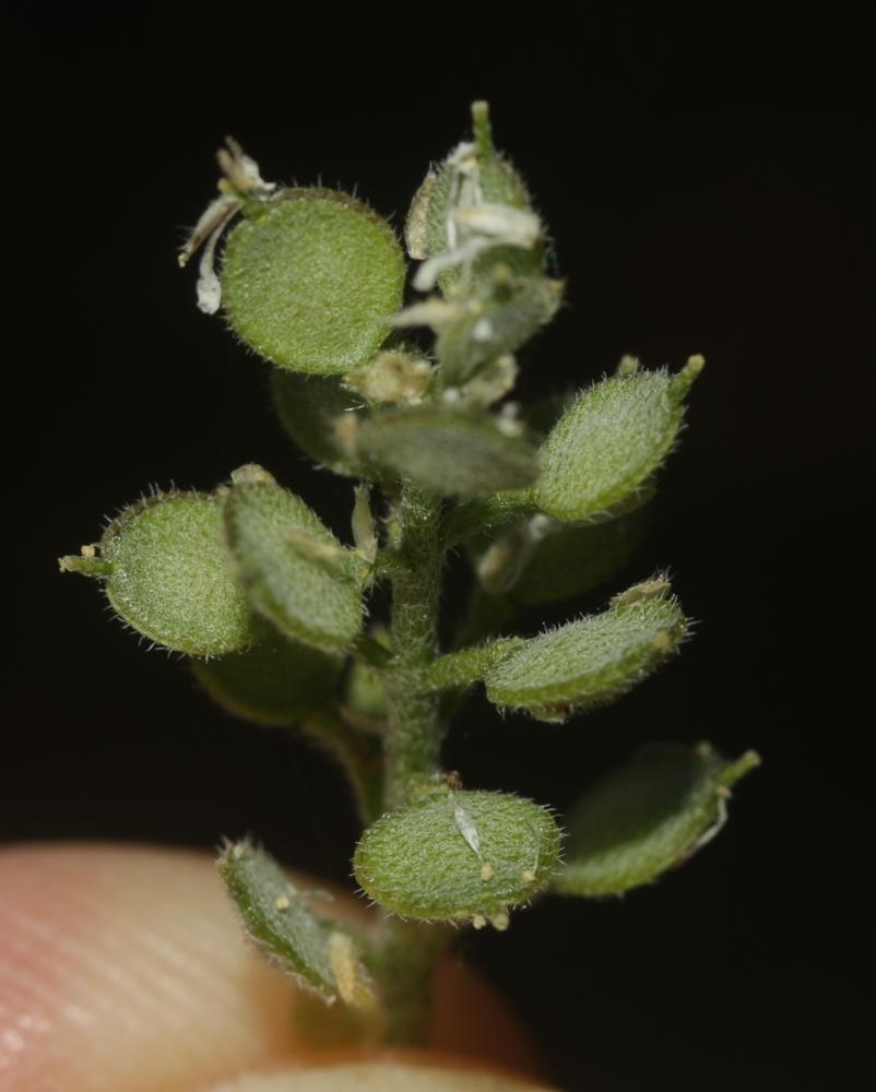 Alysson des champs Alyssum simplex Rudolphi, 1799