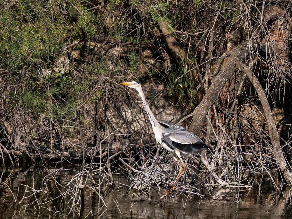Héron cendré Ardea cinerea Linnaeus, 1758