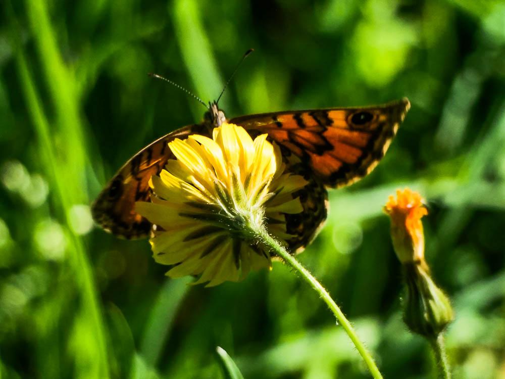 Mégère (La), Satyre (Le) Lasiommata megera (Linnaeus, 1767)