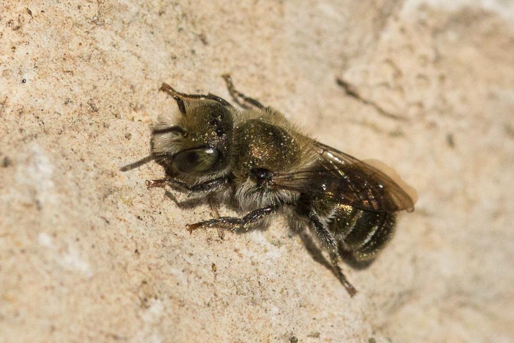  Osmia cephalotes Morawitz, 1870