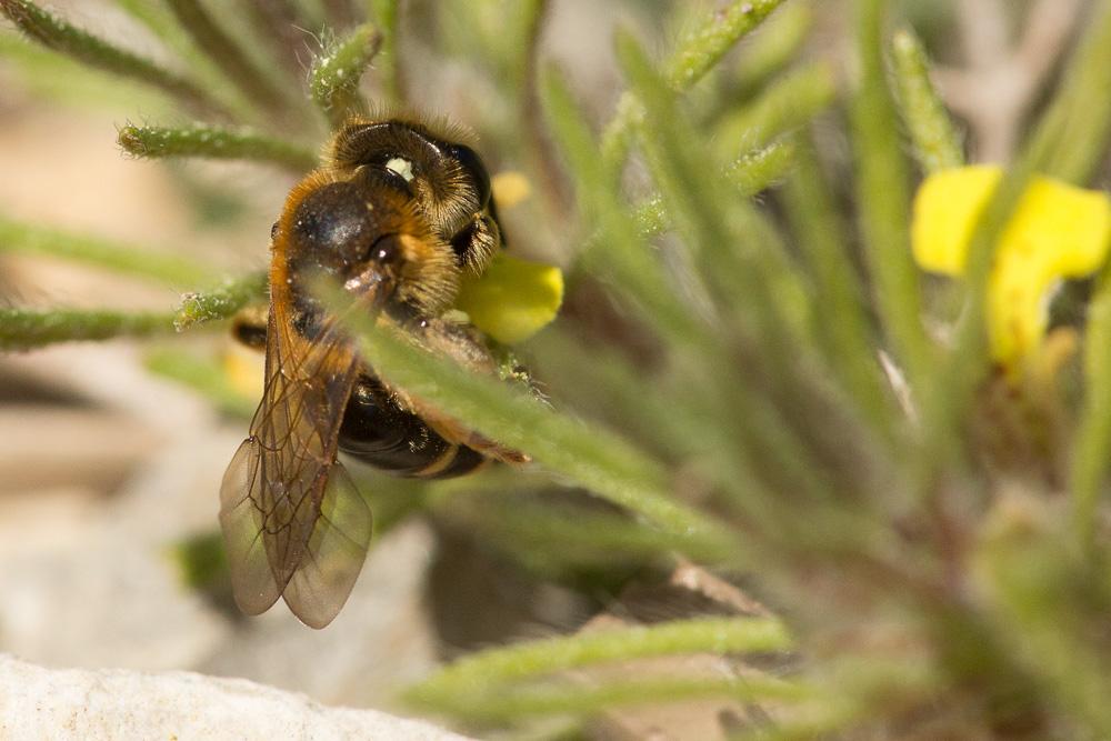  Andrena Fabricius, 1775