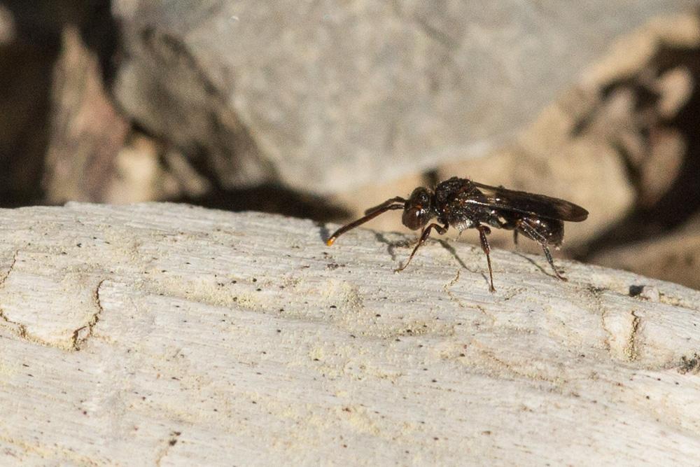 Nomada Scopoli, 1770