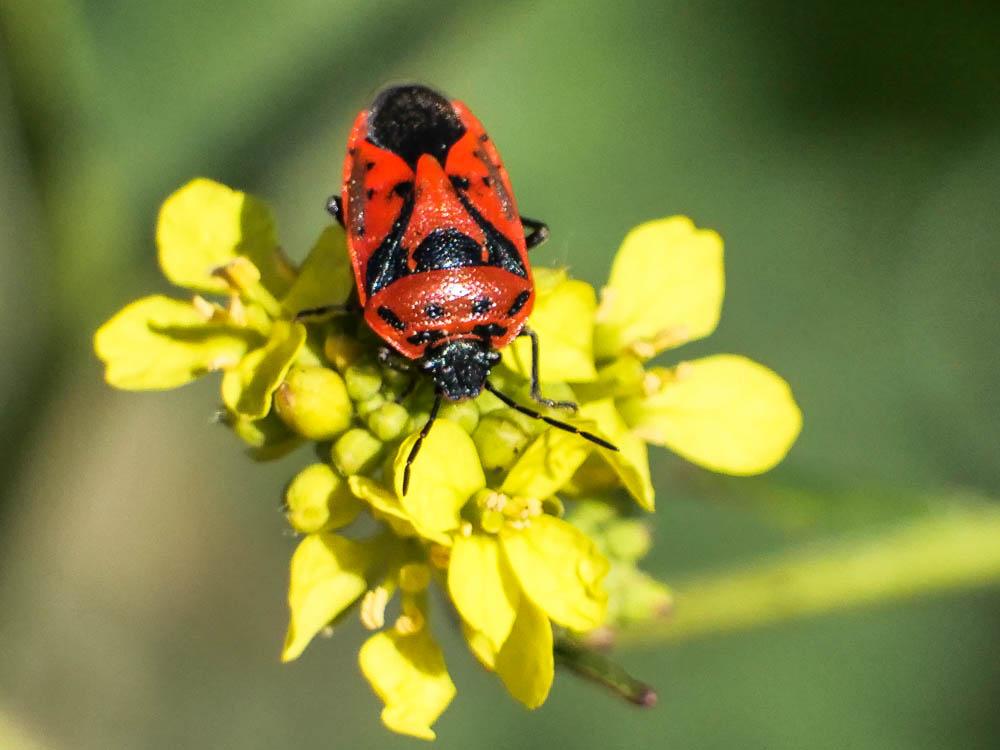 Eurydema ornata (Linnaeus, 1758)