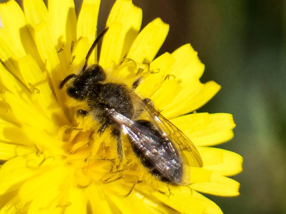 Andrena Fabricius, 1775