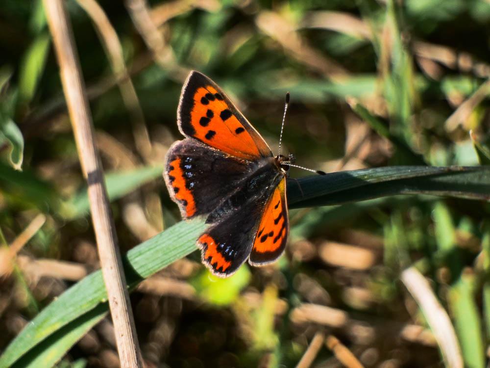 Cuivré commun (Le), Argus bronzé (L'), Bronzé (Le) Lycaena phlaeas (Linnaeus, 1760)