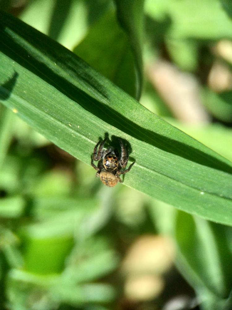  Carrhotus xanthogramma (Latreille, 1819)